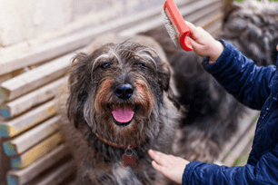 pet bath accessories