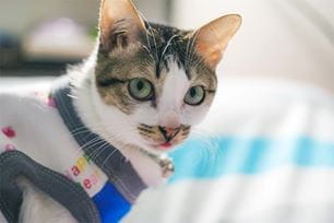 common misconceptions indoor pets vaccine