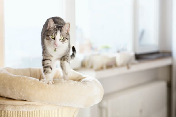 Why do cats knead? (Or, the art of biscuit making!)