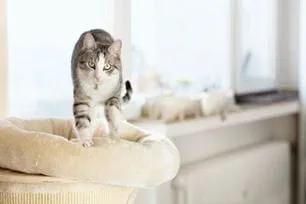 why cats knead