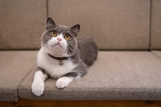 Tips to get pet fur off clothes and upholstery