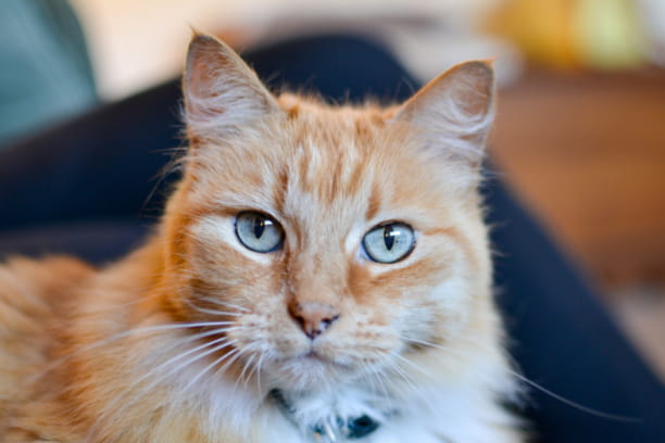 Going beyond meds for arthritis in pets