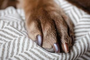 how to destress pet nail trims