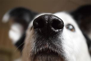 nose dryness true or false
