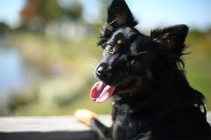 pets cleaner mouths