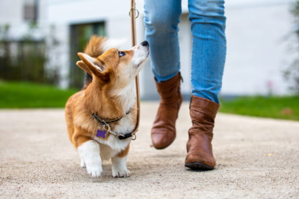 Dogs who regularly walk on pavement and cats who routinely use scratching posts don’t need to have their nails trimmed