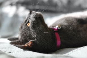 summer cat activities