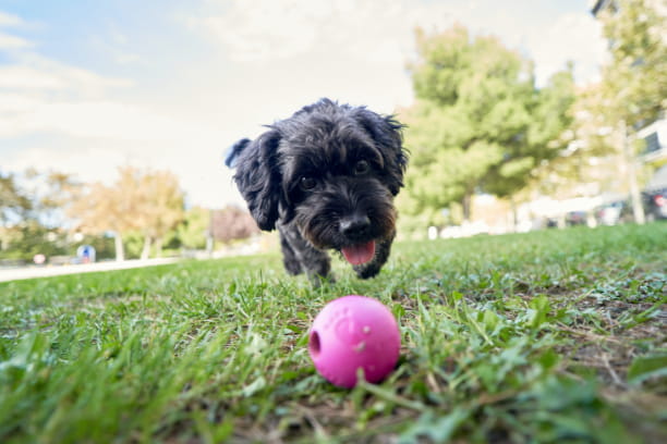 Prevent these five common summer paw problems
