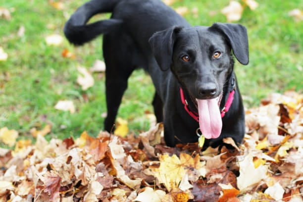 True or False: Dogs and cats shed less in the fall to prepare their coats for winter.
