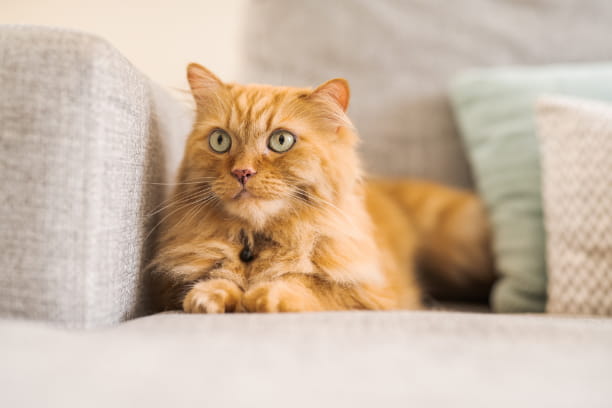 Why cats scratch furniture (and how to stop it!)