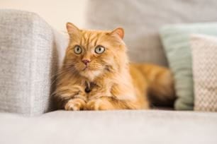 stop cat scratching furniture