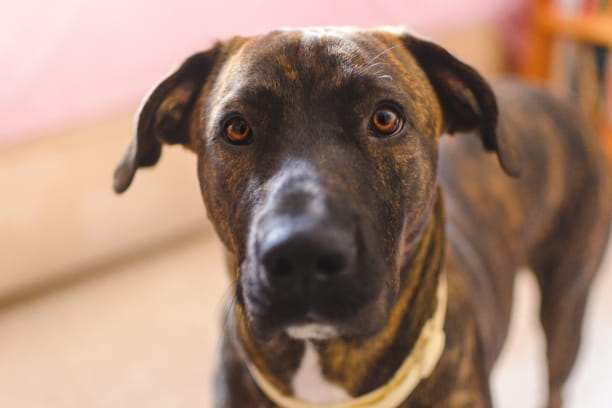 What should you do if you find a stray dog or cat?