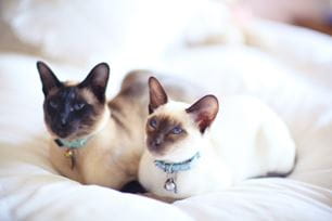 summer cat activities