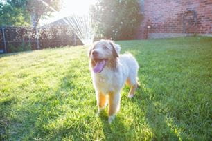summer dog activities