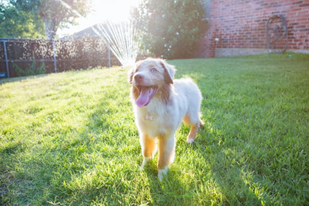 Kick off your summer with these excellent dog activities