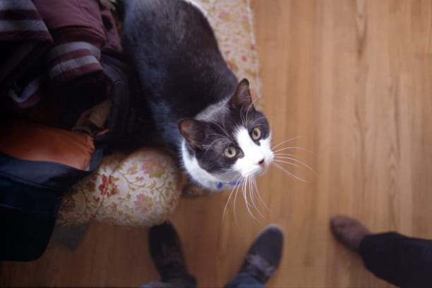 Tailor obedience training to your pet’s personality