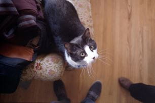 tailor pet training