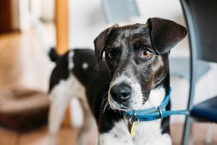 training deaf dogs