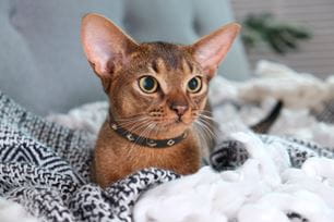 cats rub their face on objects