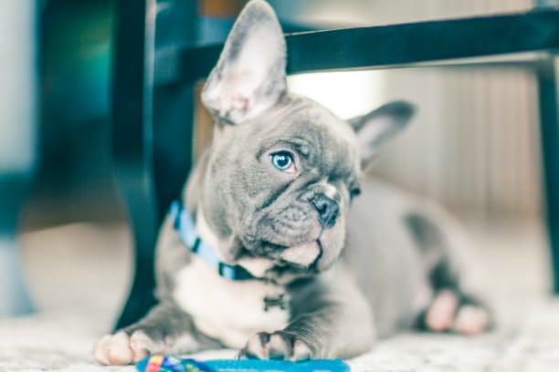 Why do dogs tilt their heads?