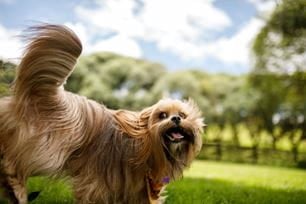 why dogs chase their tails