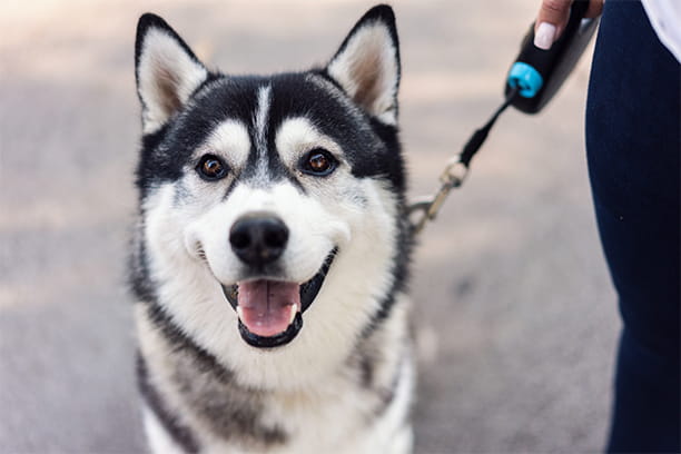12 Best breeds for cold weather (including 3 cat breeds!)