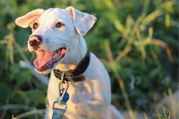 True or False: Puppies and kittens usually lose all their baby teeth by 6 months of age.