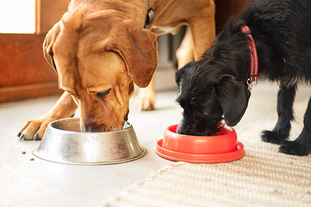 Biggest feeding mistakes pet owners make