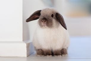 bunny care basics