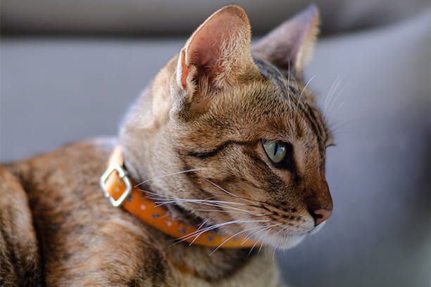 Can acupuncture help your pet?