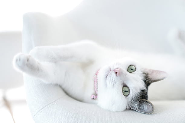 True or False: Cats are nocturnal.