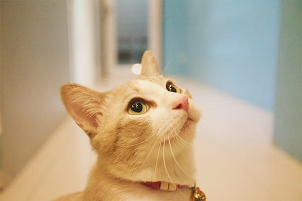 True or false: Dogs and cats should get a daily multivitamin