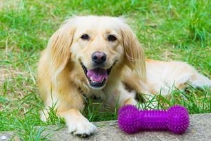 keep pet teeth clean