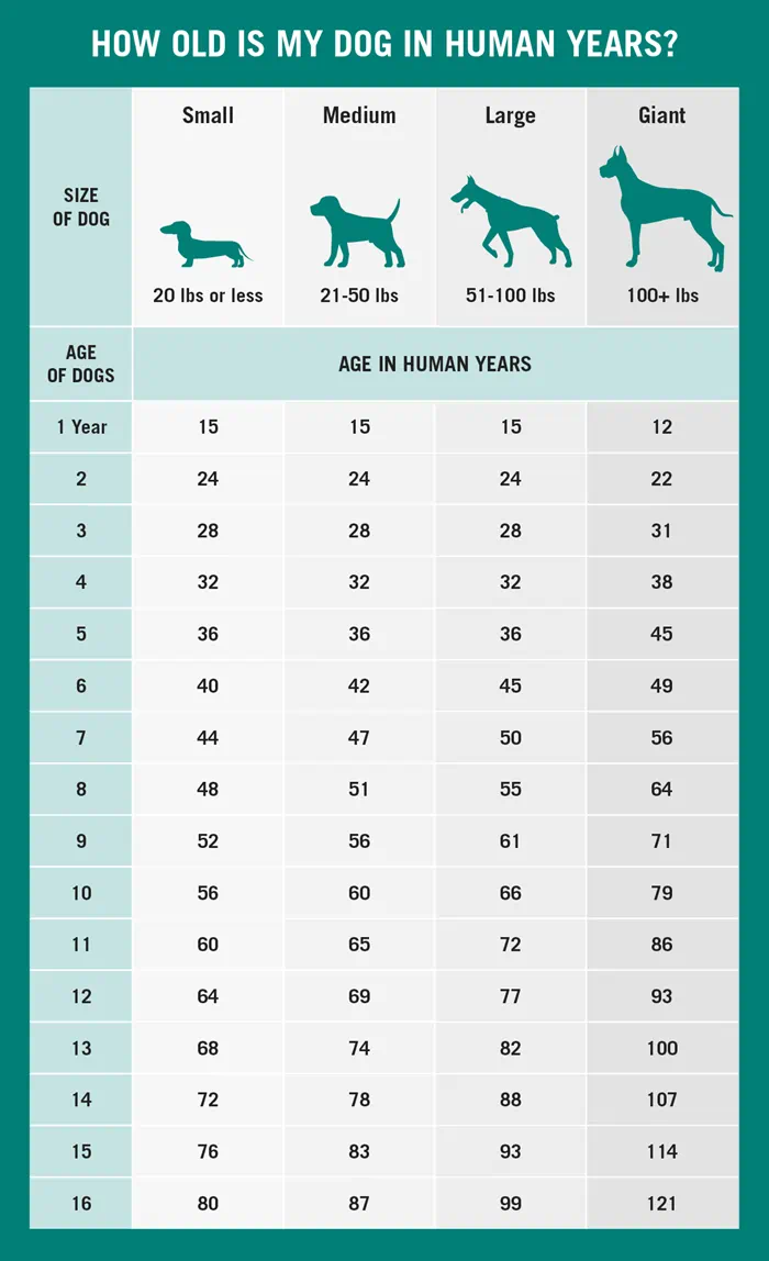 Human Age Chart How Old Are Dogs In Year Age Chart Calculator How