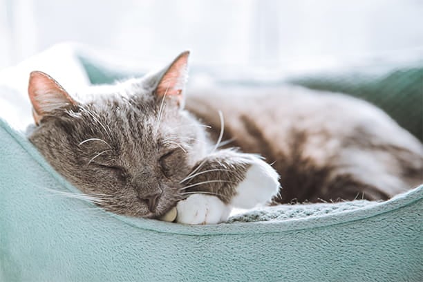 Is your pet sleeping too much?