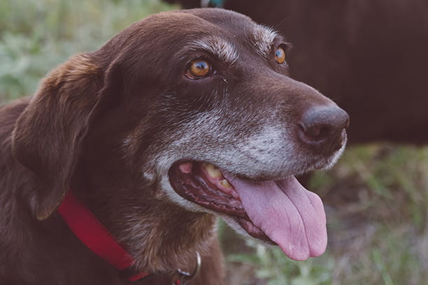 True or False: Old dogs can’t learn new tricks.