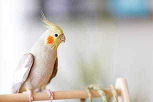 parrot lifespan true or false