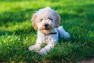 pet name predictions