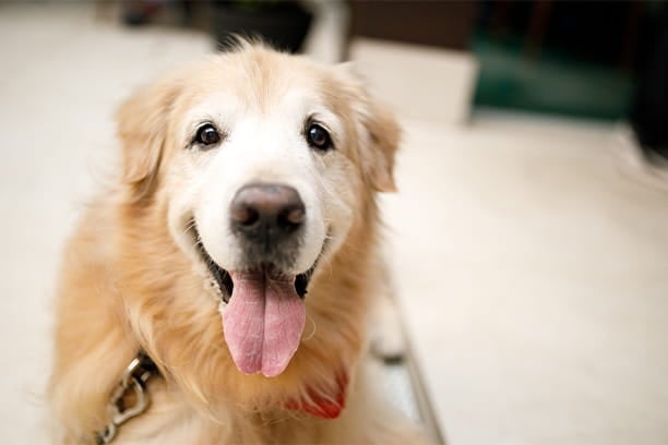 Best pets for kids by age