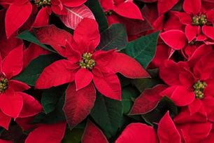 poinsettias true or false