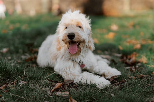 Questions to ask a boarding facility before booking your pet’s stay