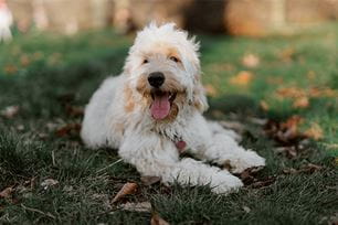 questions to ask boarding facility before booking your pet