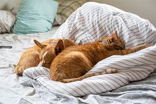 sleeping positions decoded