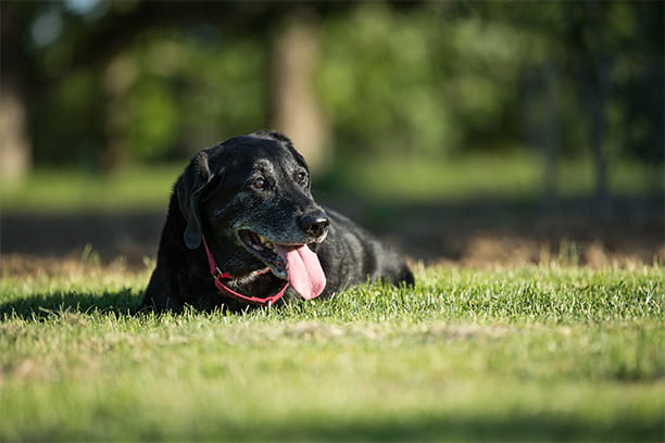 Practical tips for training your senior dog