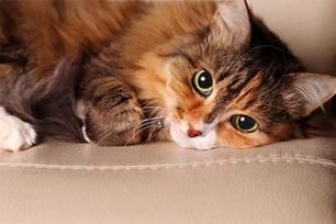 weight loss common sign of diabetes