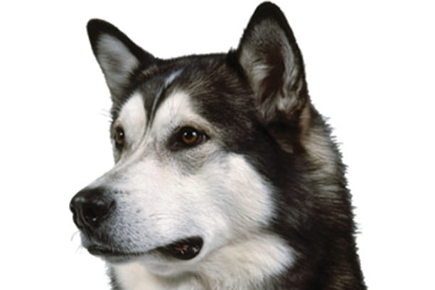 alaskan malamute