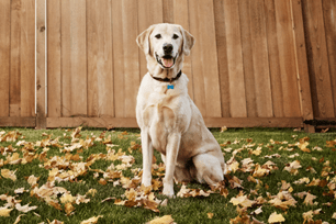 fall safety tips pets