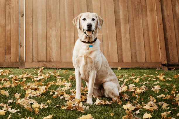 Fall safety tips for pets