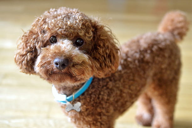 Are hypoallergenic breeds really hypoallergenic?