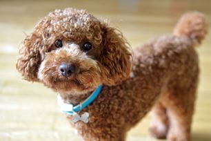 hypoallergenic pet breeds